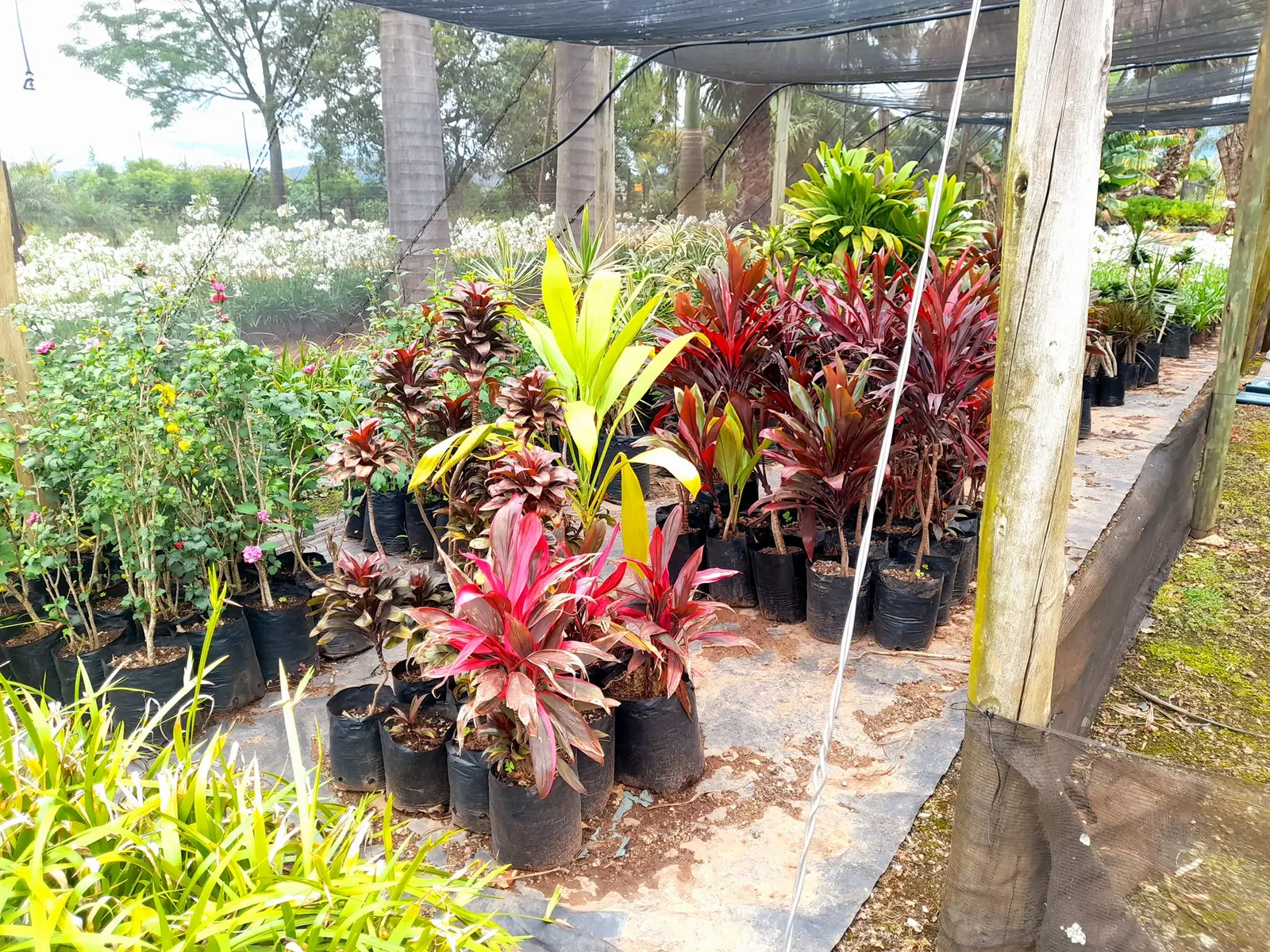 SwaziGreen nursery