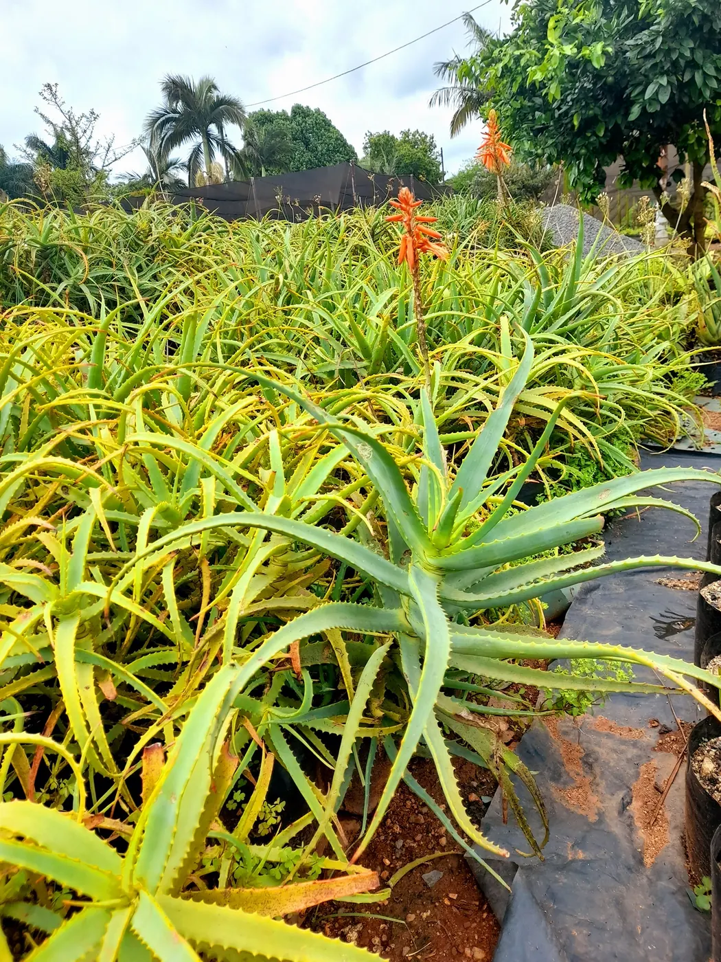 SwaziGreen nursery plants