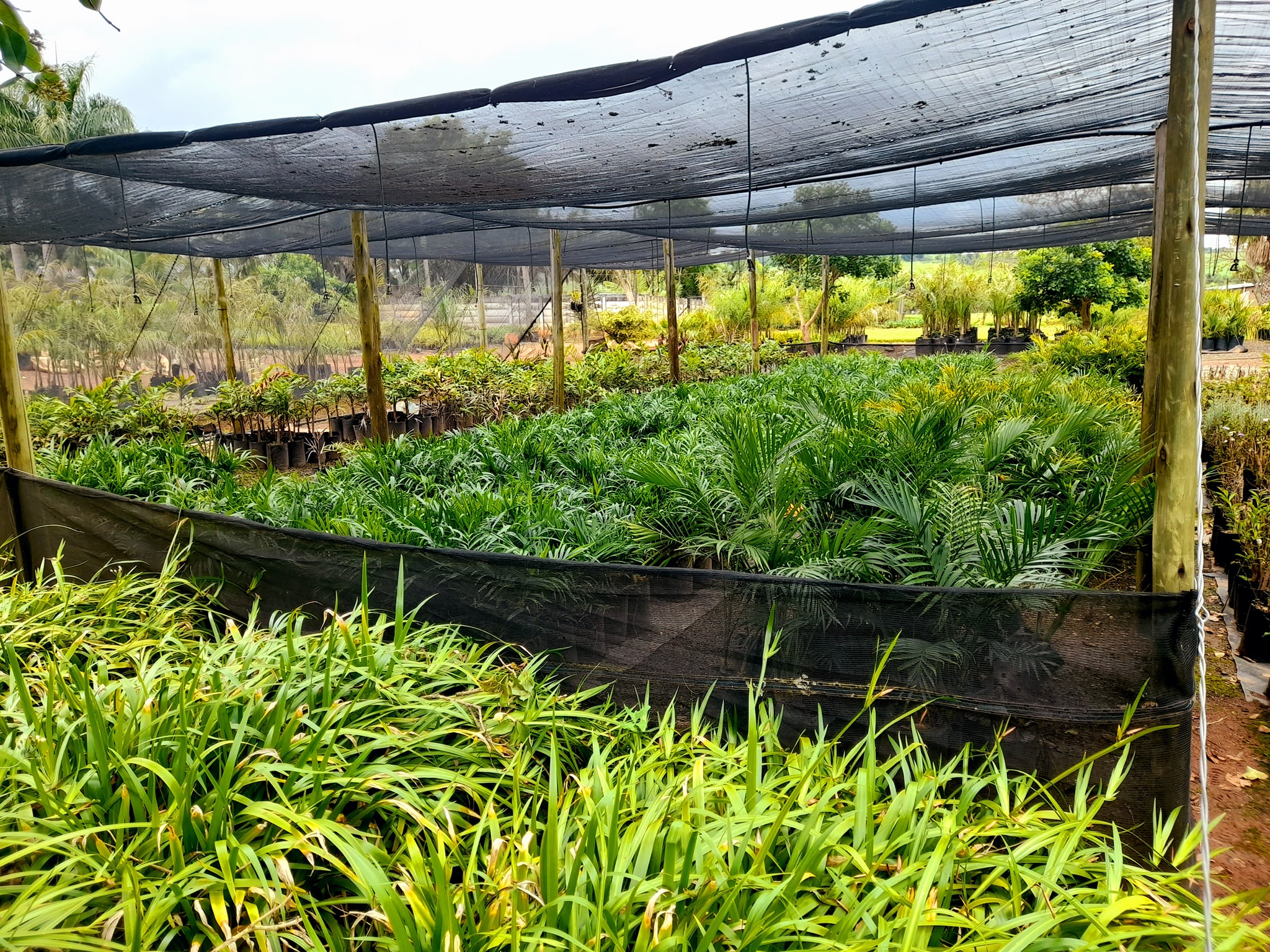 Garden plants at the SwaziGreen nursery