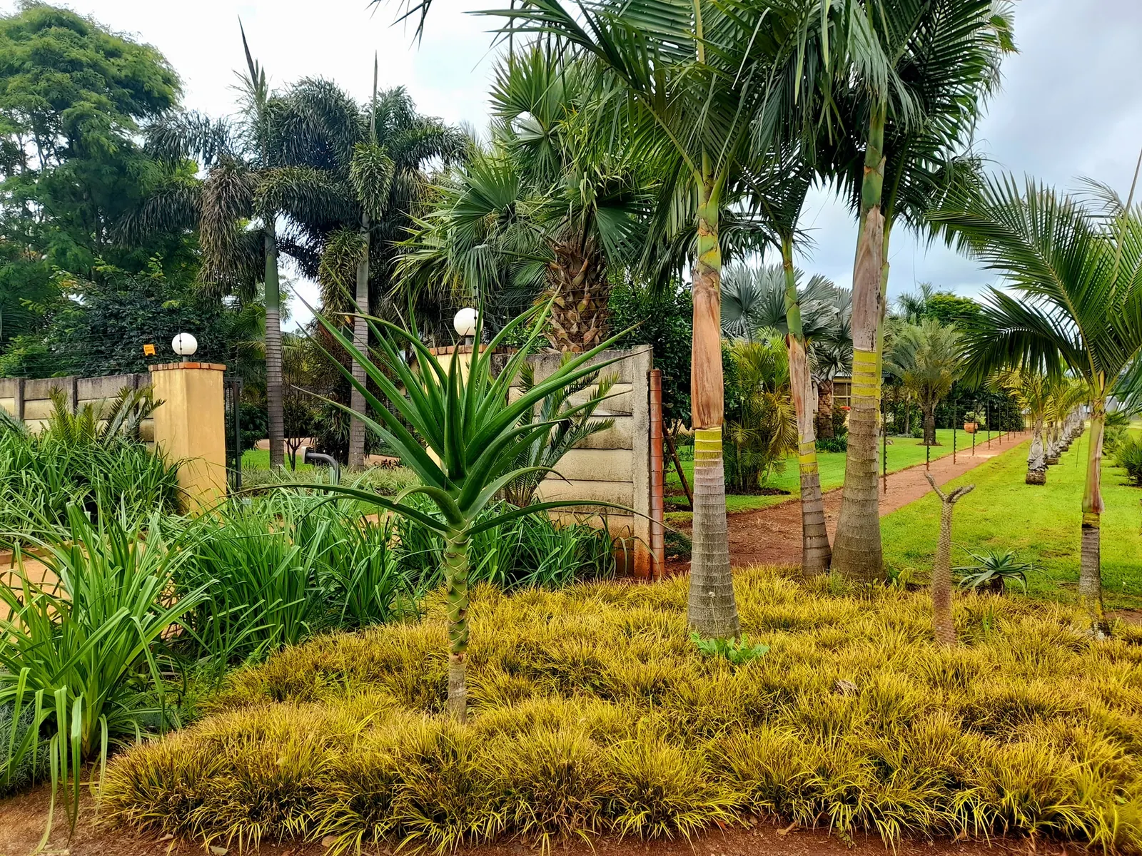 Palms and nursery stock at SwaziGreen